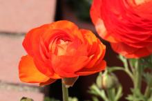 ラナンキュラス