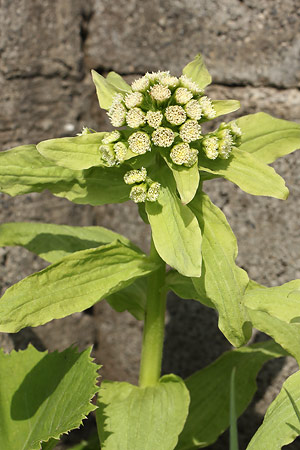 フキノトウ(蕗の薹)