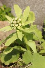 フキノトウ(蕗の薹)