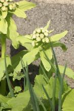 フキノトウ(蕗の薹)