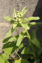 フキノトウ(蕗の薹)