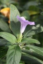 ルエリア・キリオサ