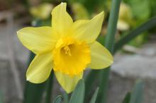 スイセン(黄色)