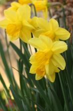 スイセン(黄色)