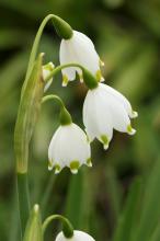 スズランスイセン(鈴蘭水仙)