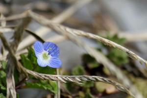 オオイヌノフグリ(大犬の陰嚢)