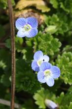 オオイヌノフグリ(大犬の陰嚢)