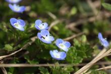 オオイヌノフグリ(大犬の陰嚢)