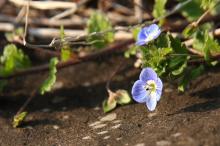 オオイヌノフグリ(大犬の陰嚢)