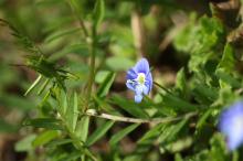 オオイヌノフグリ(大犬の陰嚢)