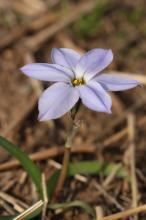 イエイオン/ハナニラ(淡紫)