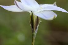 イエイオン/ハナニラ(淡紫)