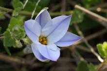 イエイオン/ハナニラ(淡紫)