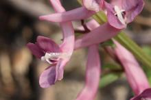 ジロボウエンゴサク(次郎坊延胡索)