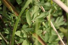 ジロボウエンゴサク(次郎坊延胡索)