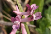 ジロボウエンゴサク(次郎坊延胡索)