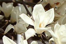 ハクモクレン(白木蓮)