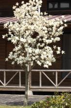 ハクモクレン(白木蓮)