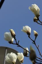 ハクモクレン(白木蓮)