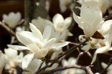 ハクモクレン(白木蓮)