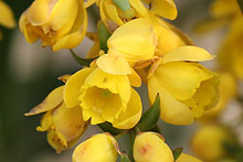 ヒイラギナンテン(柊南天)