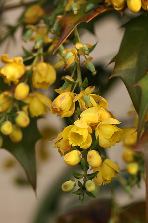 ヒイラギナンテン(柊南天)