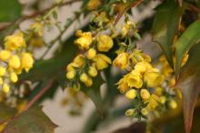 ヒイラギナンテン(柊南天)