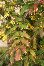 ヒイラギナンテン(柊南天)