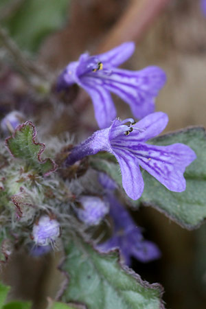 キランソウ(金瘡小草)