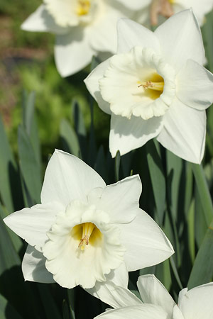 ラッパスイセン(白花)