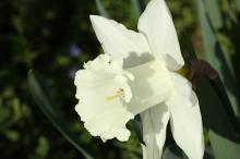 ラッパスイセン(白花)