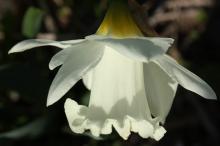 ラッパスイセン(白花)