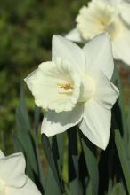 ラッパスイセン(白花)