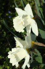 ラッパスイセン(白花)