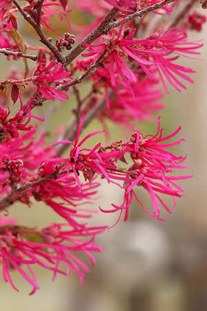 ベニバナトキワマンサク(紅花常盤万作)