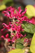 ベニバナトキワマンサク(紅花常盤万作)