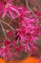 ベニバナトキワマンサク(紅花常盤万作)