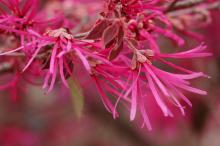 ベニバナトキワマンサク(紅花常盤万作)