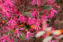 ベニバナトキワマンサク(紅花常盤万作)