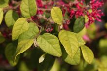 ベニバナトキワマンサク(紅花常盤万作)