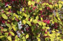 ベニバナトキワマンサク(紅花常盤万作)