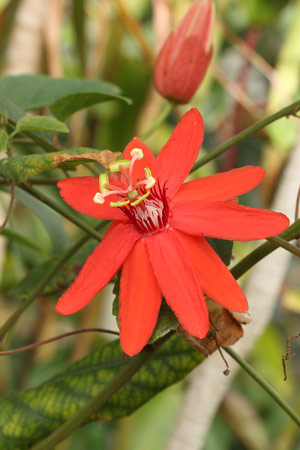 ベニバナトケイソウ(紅花時計草)