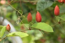 ベニバナトケイソウ(紅花時計草)