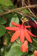 ベニバナトケイソウ(紅花時計草)