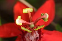 ベニバナトケイソウ(紅花時計草)