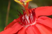 ベニバナトケイソウ(紅花時計草)