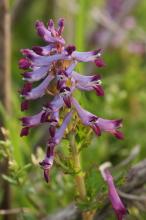 ムラサキケマン(紫華鬘)