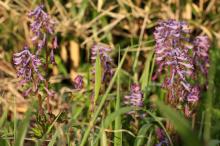 ムラサキケマン(紫華鬘)