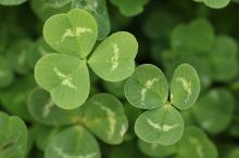 シロツメクサ(白詰草)