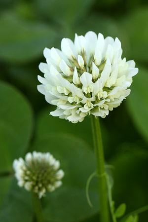 シロツメクサ(白詰草)